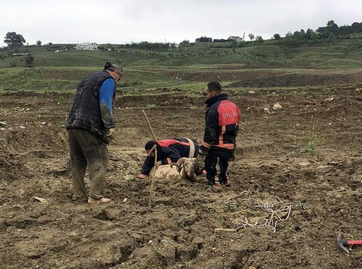 ÇAMURA SAPLANAN KURBANLIK KOÇ İÇİN SEFERBER OLDULAR